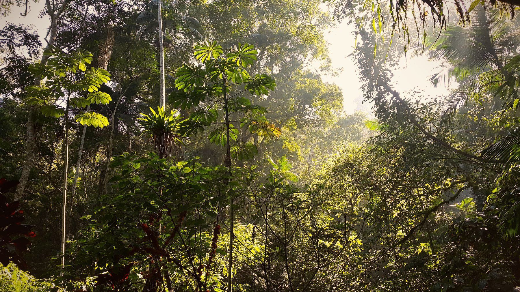 Sentier de la forêt atlantique à Rio